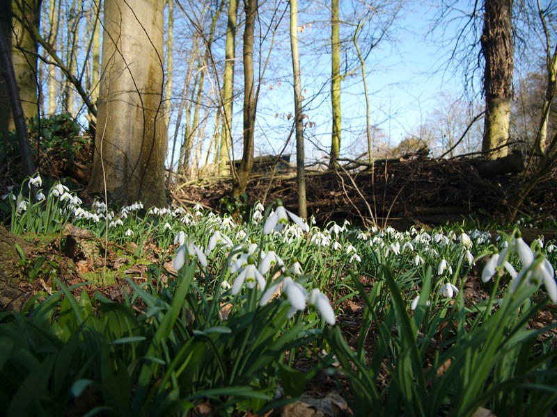 Snowdrop Free Image Unsplashed