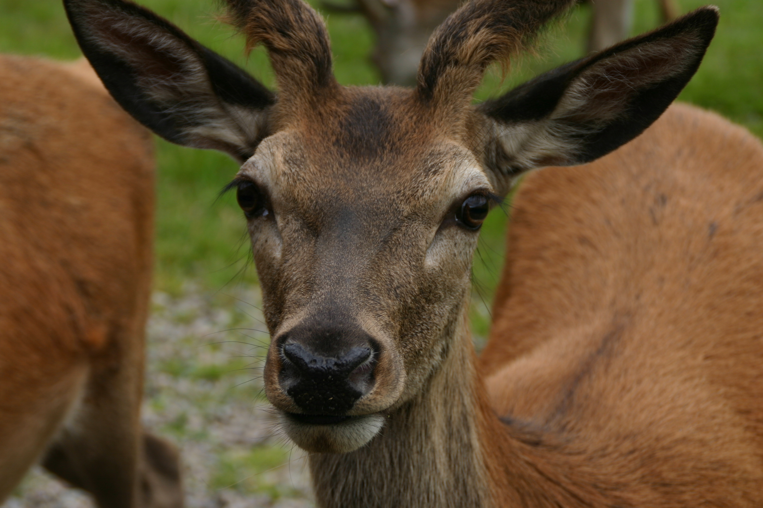 Red Deer (2)