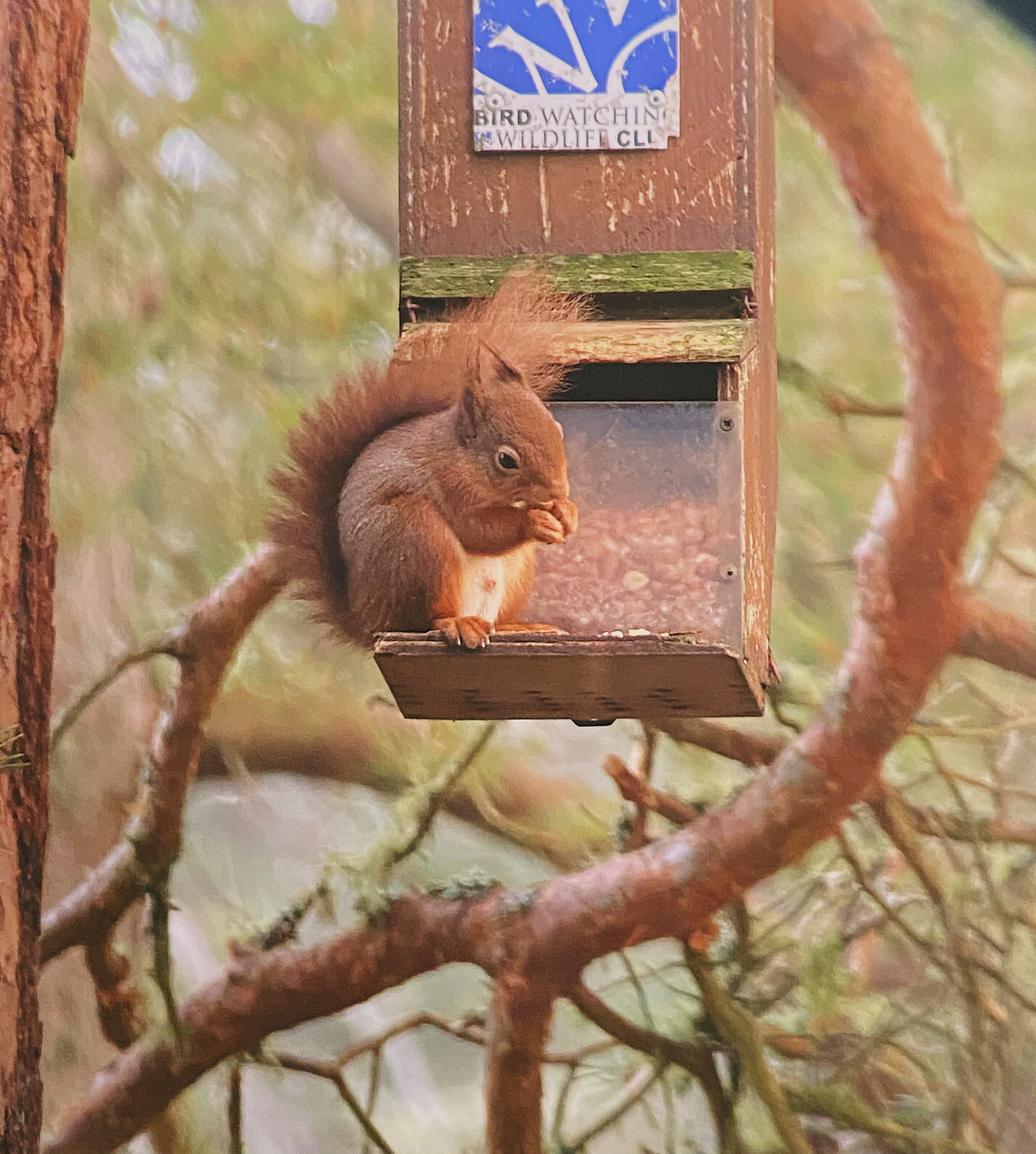 Bee Leask Bumblebambi Red Squirrel