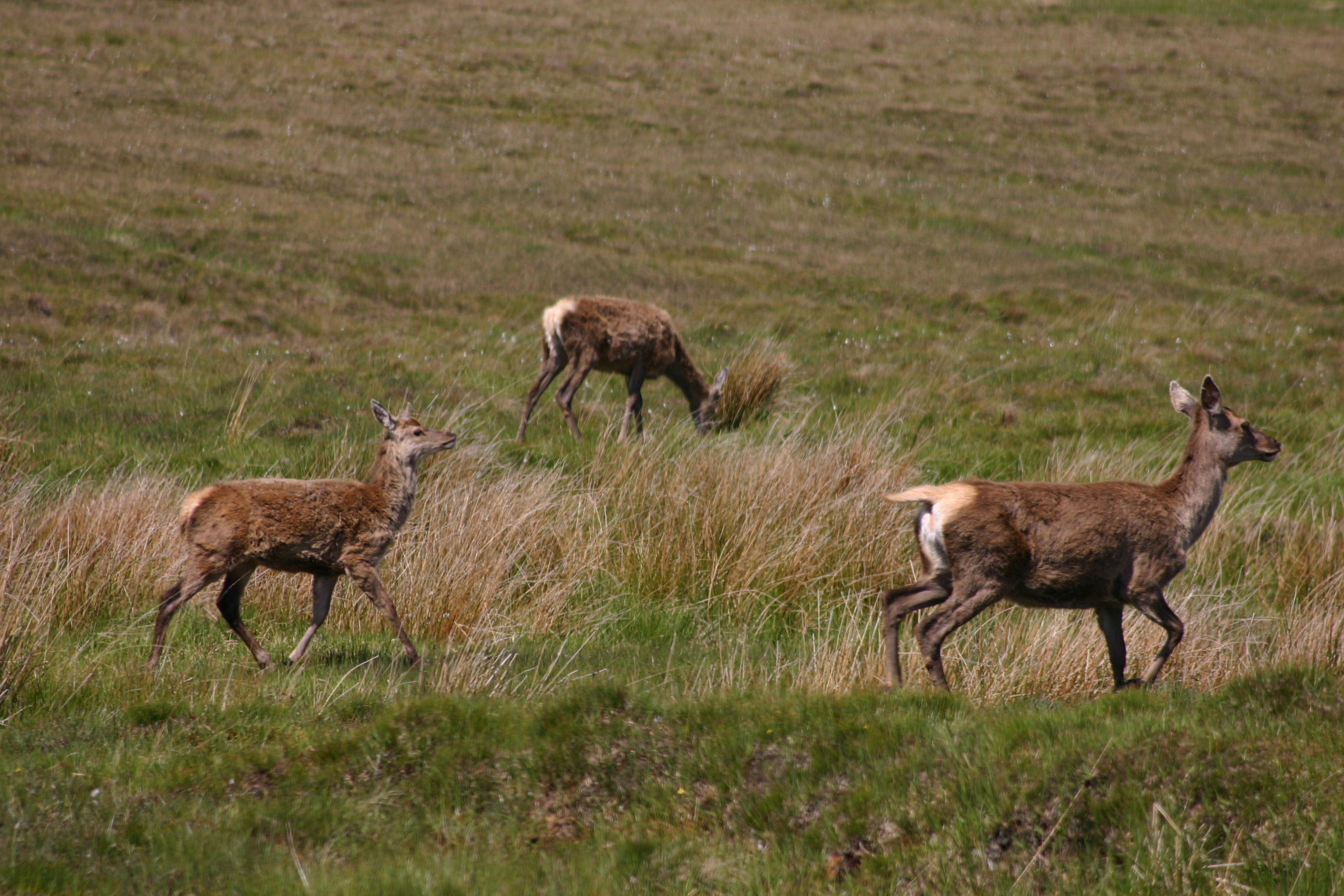 Red Deer 4
