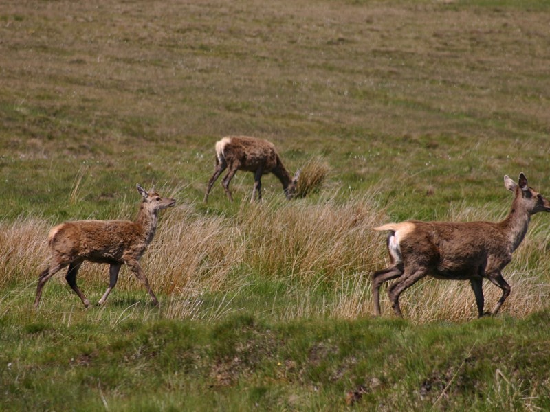 Red Deer 4